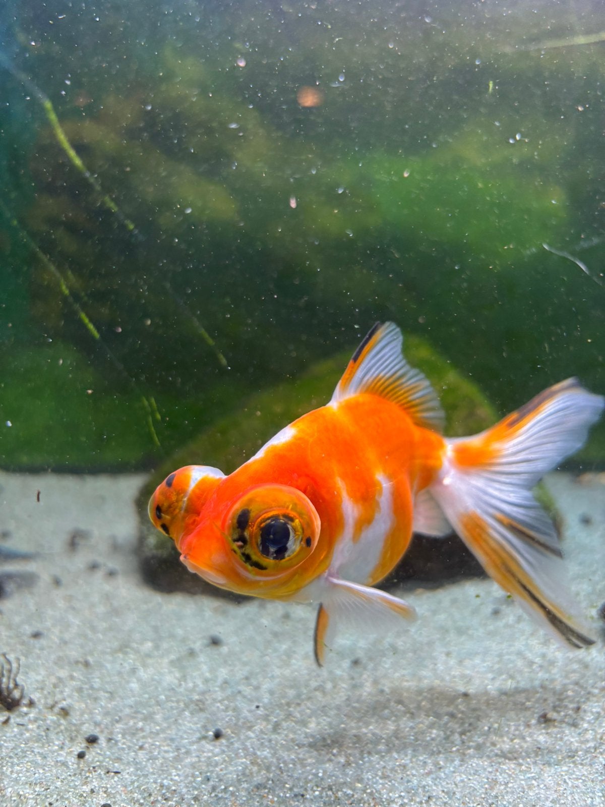 Telescoop goudvis, Dieren en Toebehoren