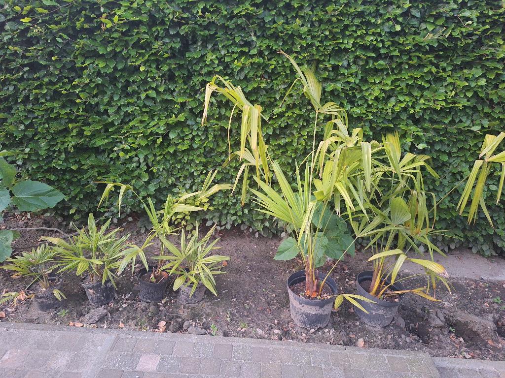 winterharde palmbomen (Trachycarpus fortunei)., In pot, Halfschaduw, Ophalen of Verzenden, Lente