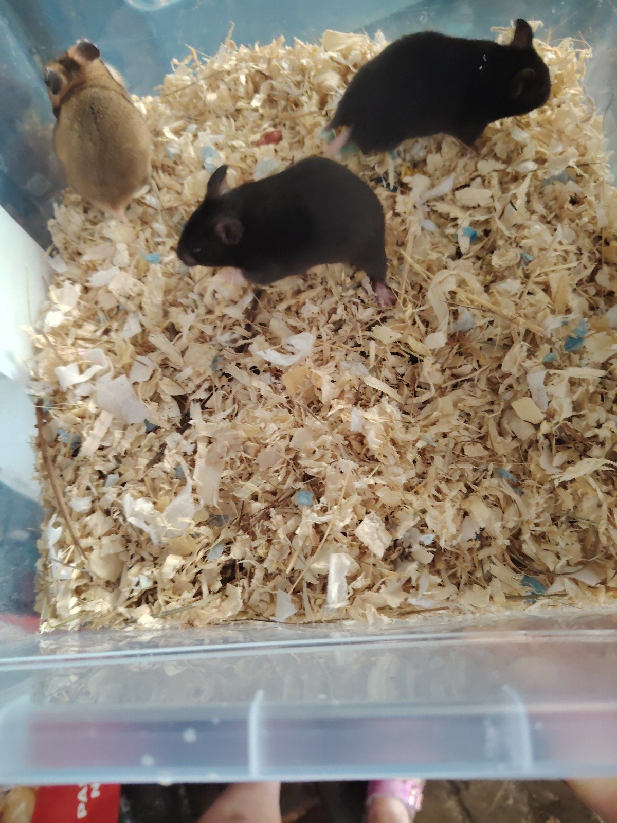 Hamsters dorés, Mai