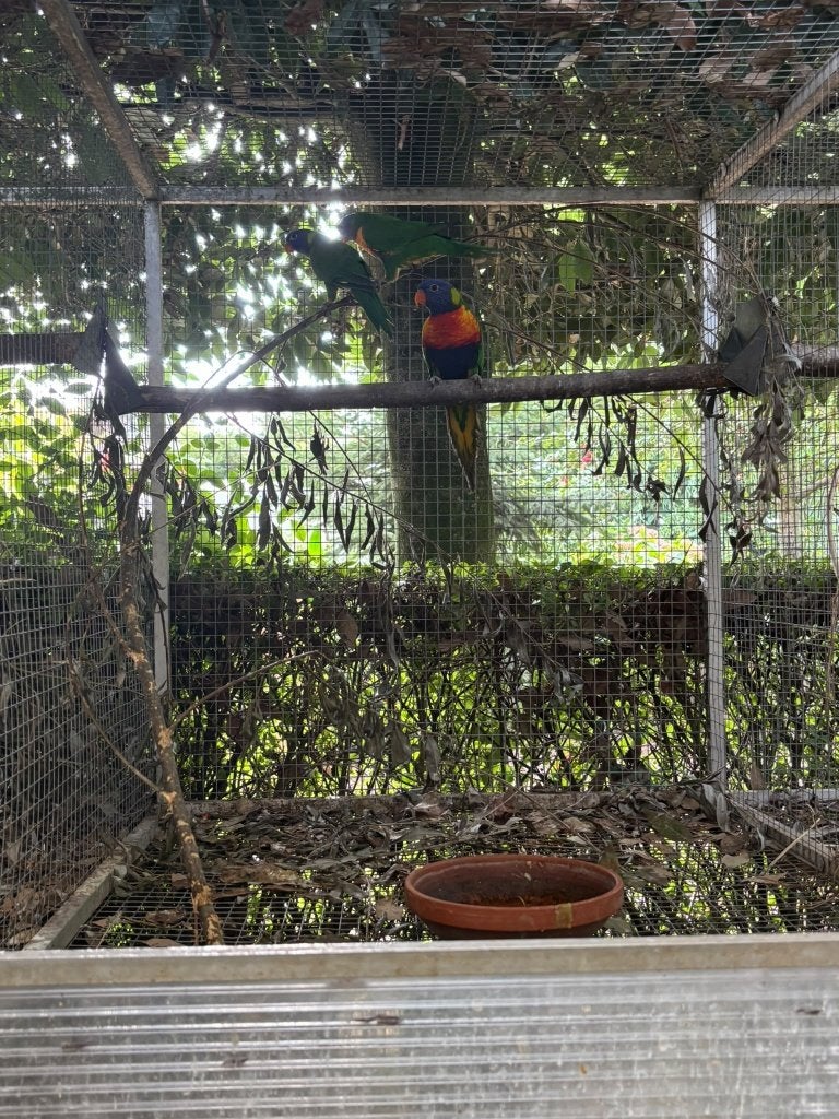 parkiet, Plusieurs animaux, Perruche, Bagué