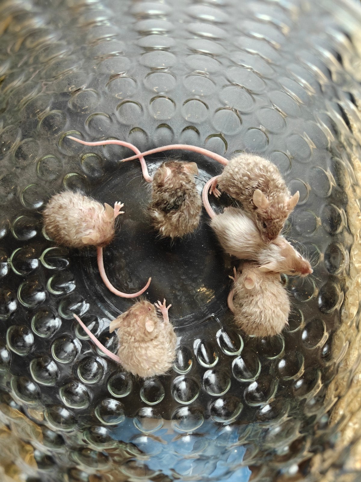 UNIEK: Texel muisjes (krulvacht), Dieren en Toebehoren, Augustus, Vrouwelijk, Muis