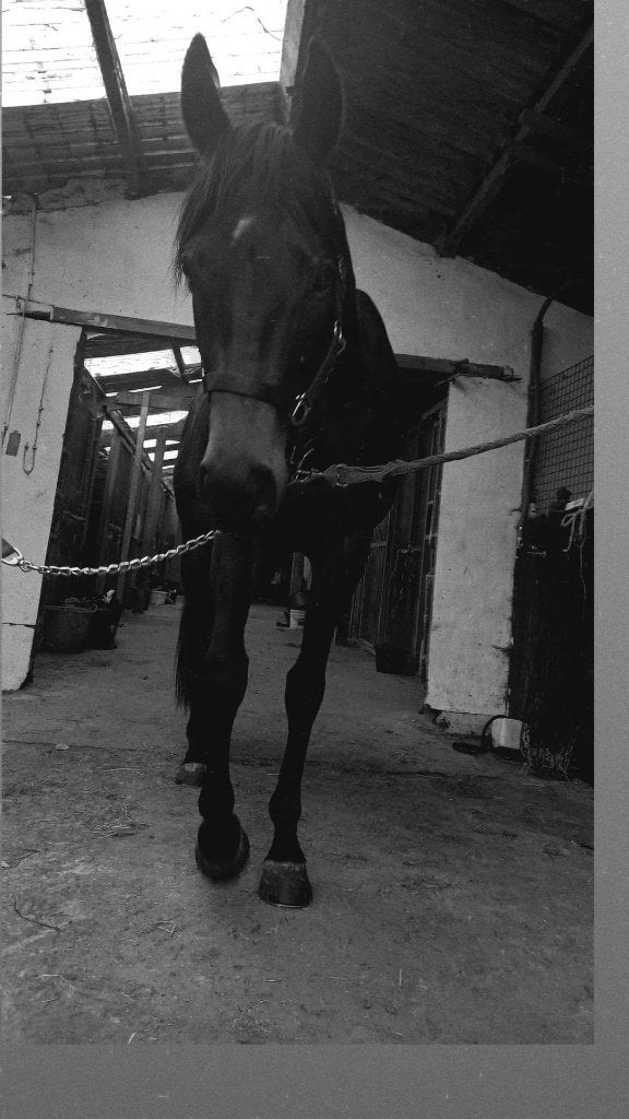 Paard, Dieren en Toebehoren, Paarden, Gechipt, Springpaard, Ruin, Zadelmak