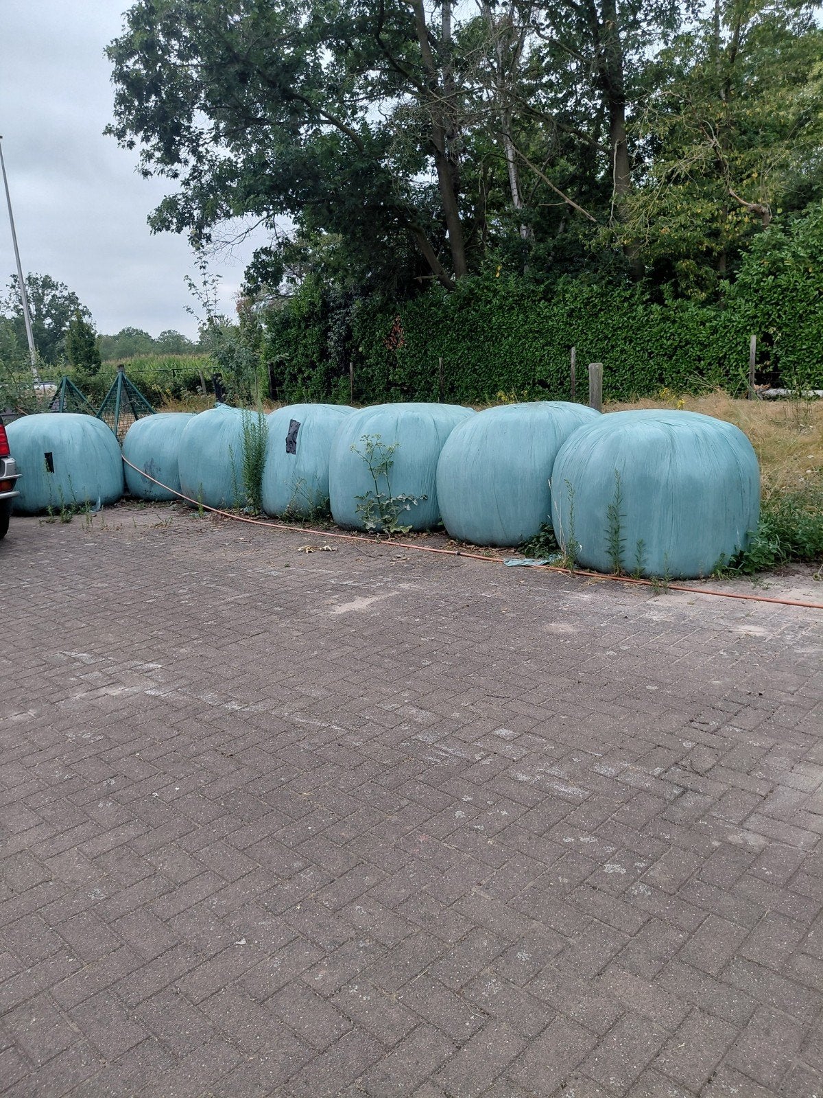 7bollen silo gras, Dieren en Toebehoren, Runderen, Meerdere dieren, 0 tot 2 jaar