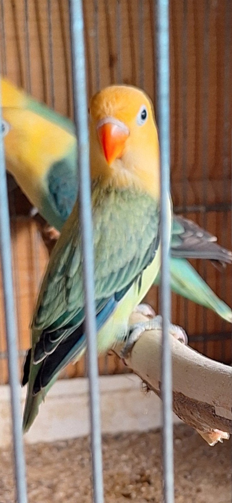 agaporniden