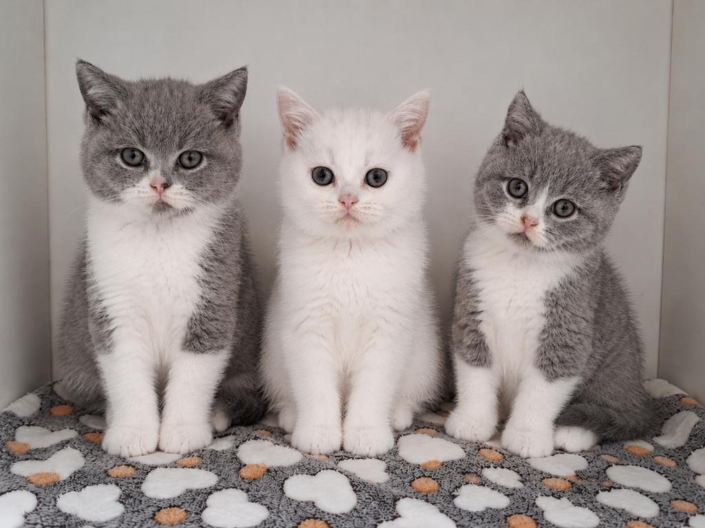 Brits Korthaar Kittens, Meerdere dieren, Met stamboom, 0 tot 2 jaar