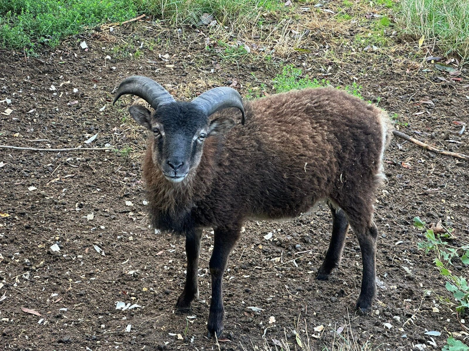 Soay ram 2026, Animaux & Accessoires, Plusieurs animaux, Mouton, 0 à 2 ans