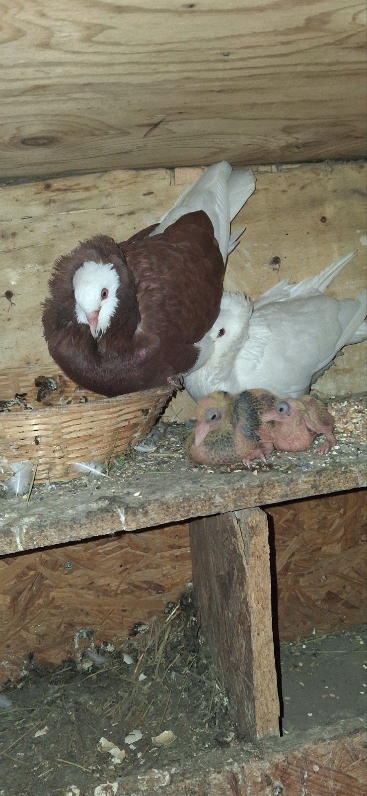 duiven, Dieren en Toebehoren