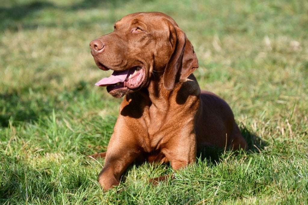 Vizsla dekreu, 6 jaar of ouder, Reu, Buitenland, CDV (hondenziekte)
