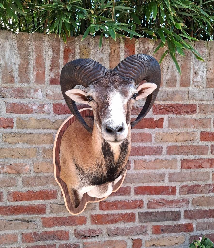 NOUVEAU ! mouflon en peluche, taxidermie, crâne, chasse, boi, Enlèvement, Animal sauvage, Bois ou Tête