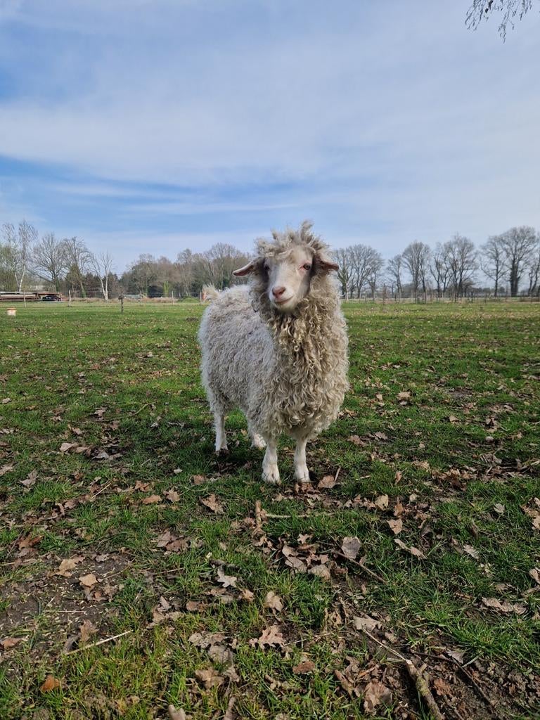 Gezocht: angora bok, Mâle, Chèvre