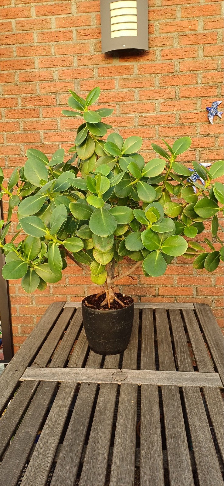 plante d'intérieur Clutsia, Enlèvement