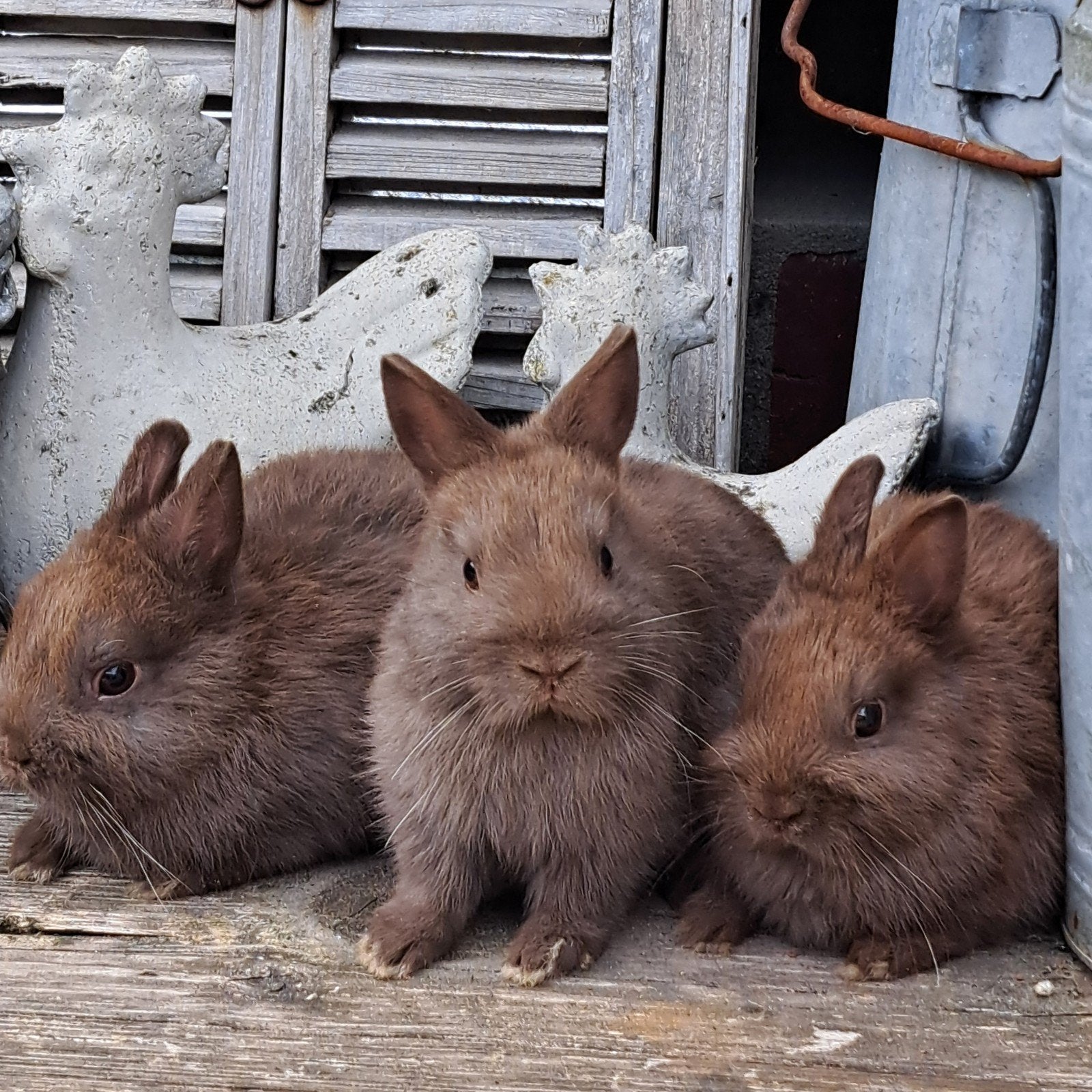 Prachtige jonge kleurdwergjes in Choco bruin ️️, Dieren en Toebehoren, Konijnen, Meerdere dieren, Dwerg, 0 tot 2 jaar