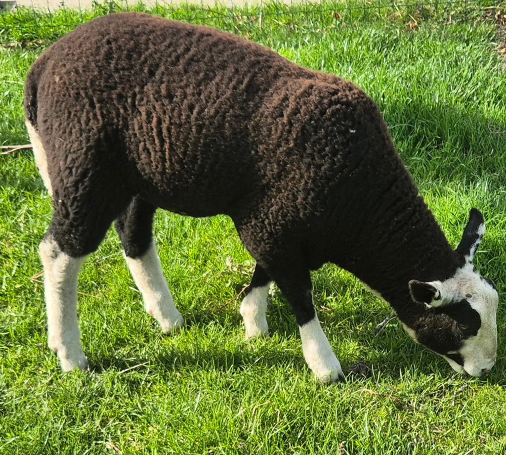 Schaap zwartbles ram, Dieren en Toebehoren, Schaap