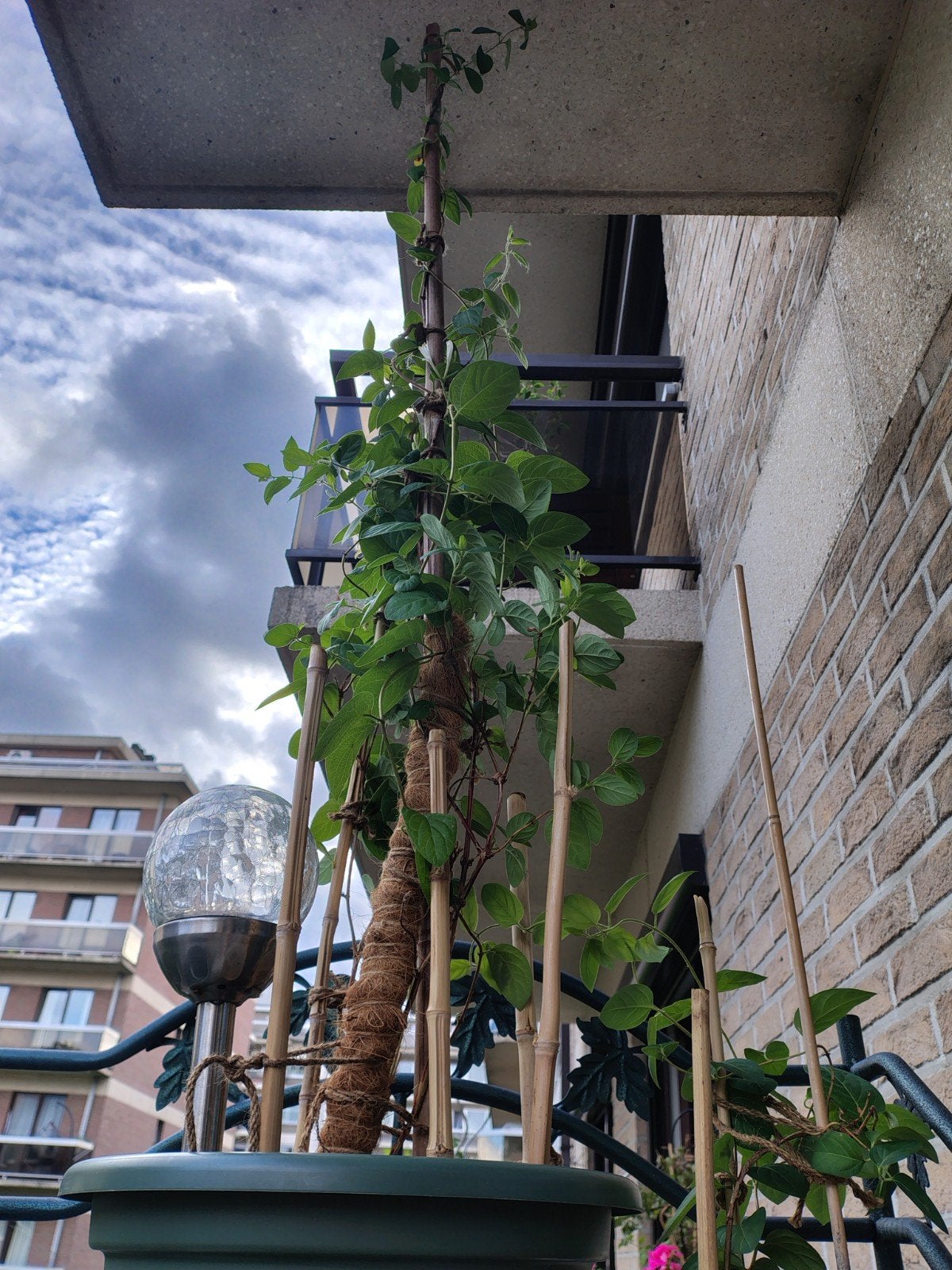 Buitenplant - Jasmijn uit Iran - met pot +., Tuin en Terras, Overige soorten, 100 tot 250 cm, Zomer, Ophalen