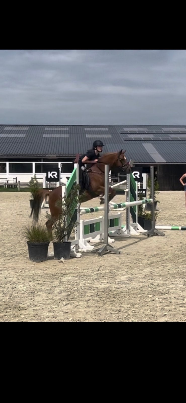 Halve stal aangeboden, Dieren en Toebehoren, Merrie, Minder dan 160 cm, Recreatiepaard, 11 jaar of ouder