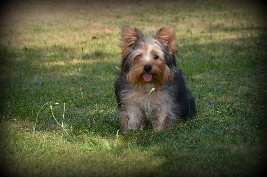 Chiot Yorkshire Terrier, Animaux & Accessoires, Chiens | Jack Russell & Terriers, Chien (mâle), Yorkshire Terrier, Éleveur | Professionnel