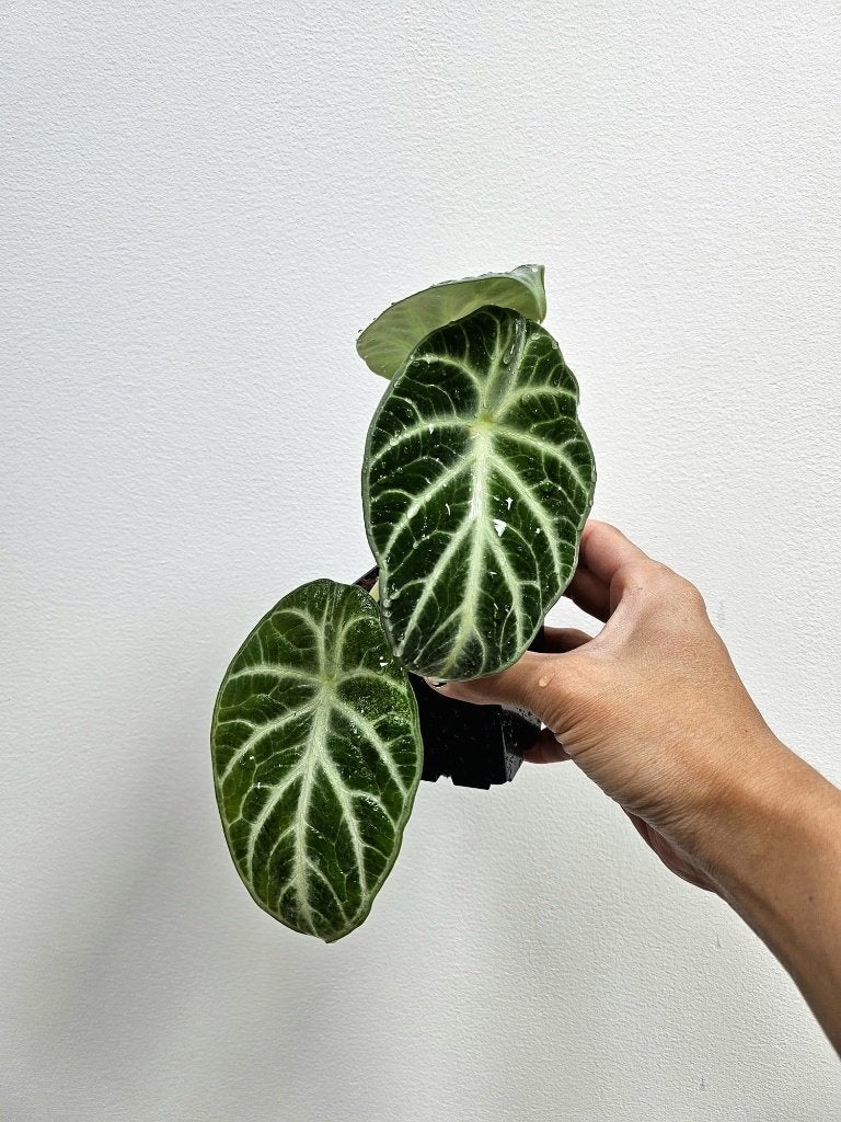 Alocasia Ninja variegata reverse, Maison & Meubles, Plantes d'intérieur, Autres espèces, Moins de 100 cm, Plante verte, Ombre partielle
