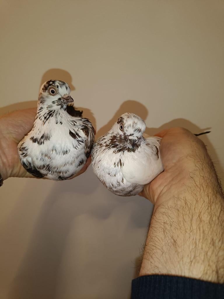 Portugese tuimelaars koppel 1+2, Animaux & Accessoires, Oiseaux | Pigeons, Pigeon culbutant ou Roller, Plusieurs animaux