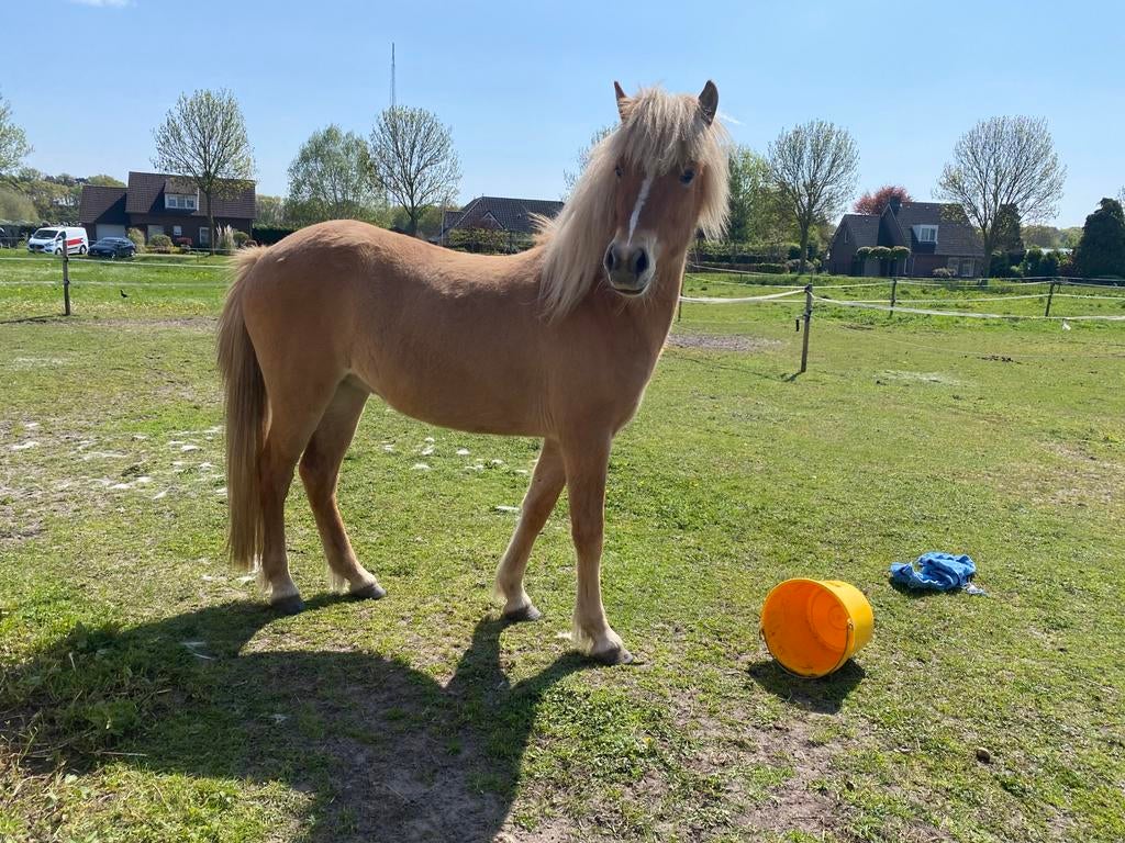 Ijslander, merrie. 3jaar met veel tōlt, Dieren en Toebehoren, 3 tot 6 jaar, Onbeleerd, Recreatiepony, D pony (1.37m tot 1.48m)