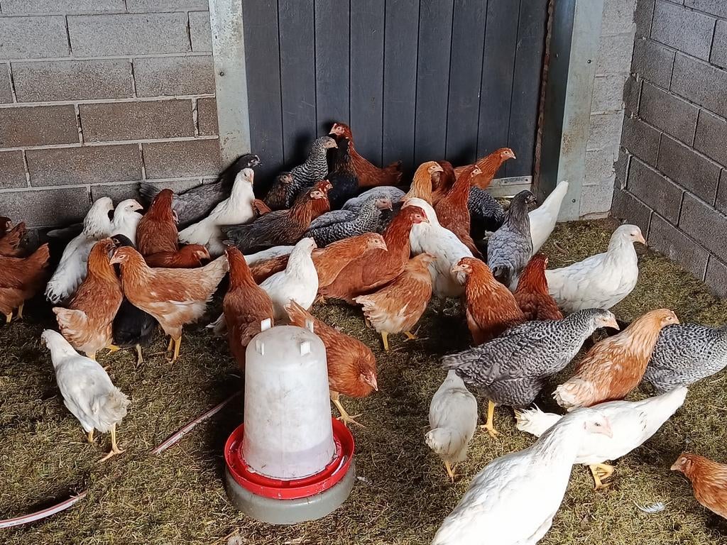 bruine legkippen, Dieren en Toebehoren, Kip