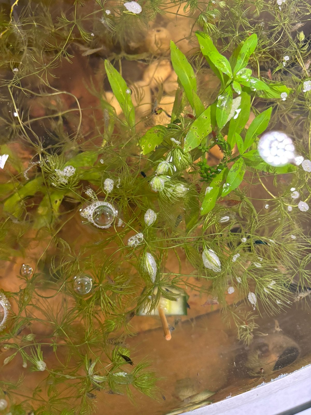 Garnalen neocaridina, Dieren en Toebehoren, Kreeft, Krab of Garnaal