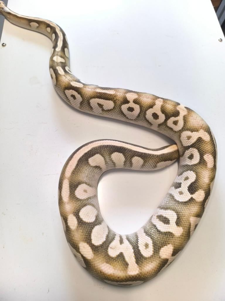 0.1 desert ghost majave pastel calico 2022 ., Dieren en Toebehoren, Reptielen en Amfibieën