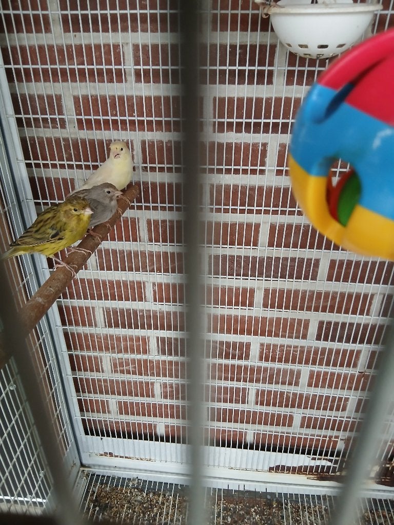 Vogels, Dieren en Toebehoren