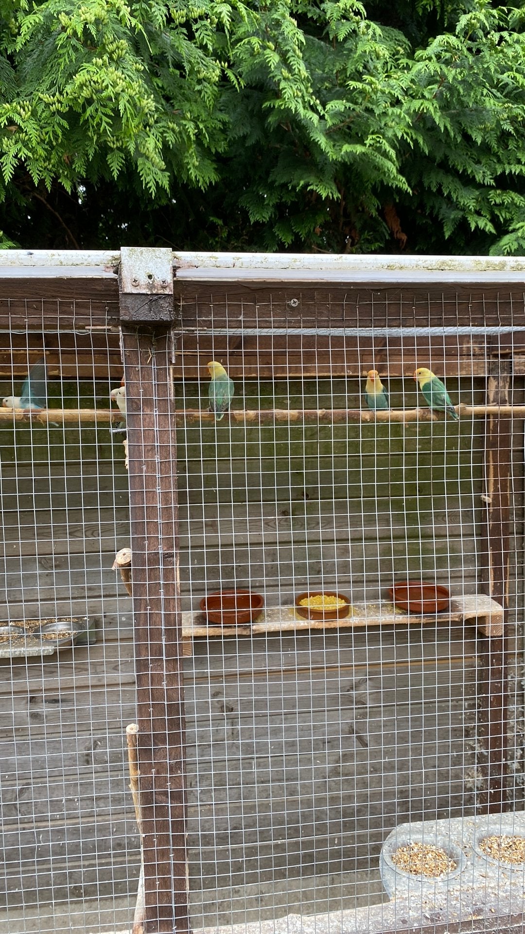 Jonge ficheries 2026, Animaux & Accessoires, Oiseaux | Oiseaux Autre, Sexe inconnu, Oiseau de proie, Bagué