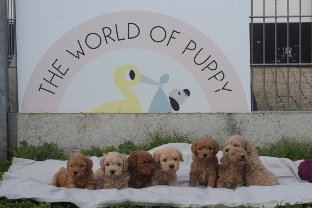 Poedel pups mooie keuze, Dieren en Toebehoren, Poedel, België, 8 tot 15 weken, Meerdere