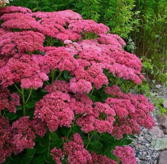 Sedum herfstfreude, Tuin en Terras, Ophalen, Herfst, Vaste plant, Volle zon