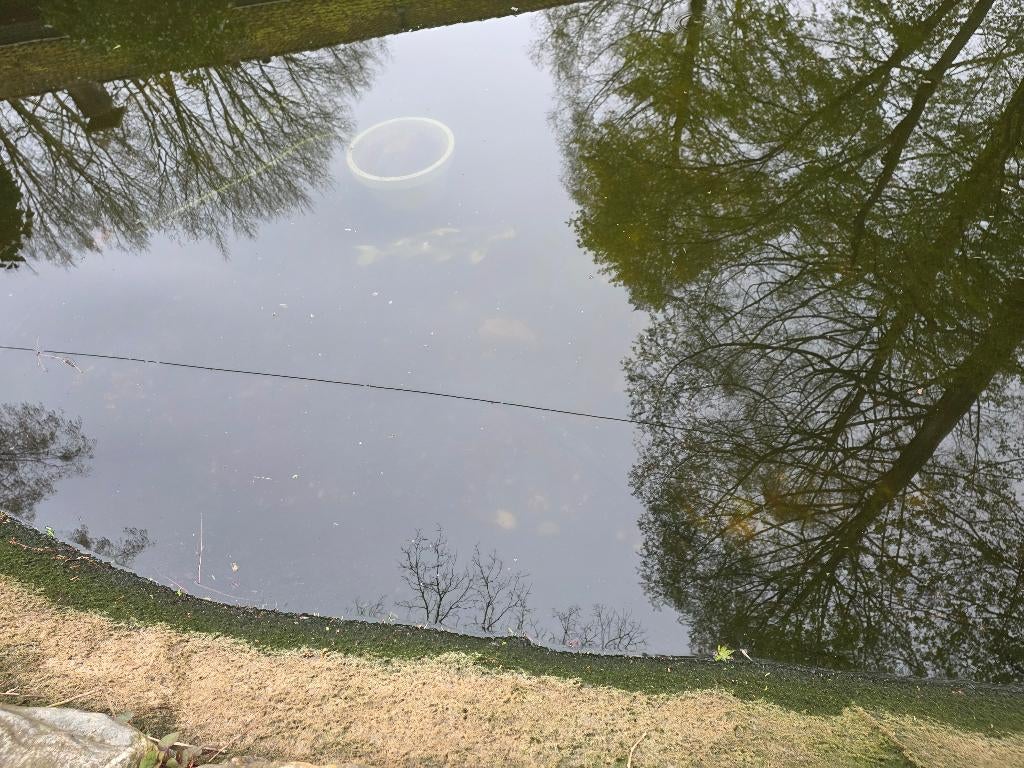 Koi karper, Dieren en Toebehoren, Vissen | Vijvervissen, Karper of Koi