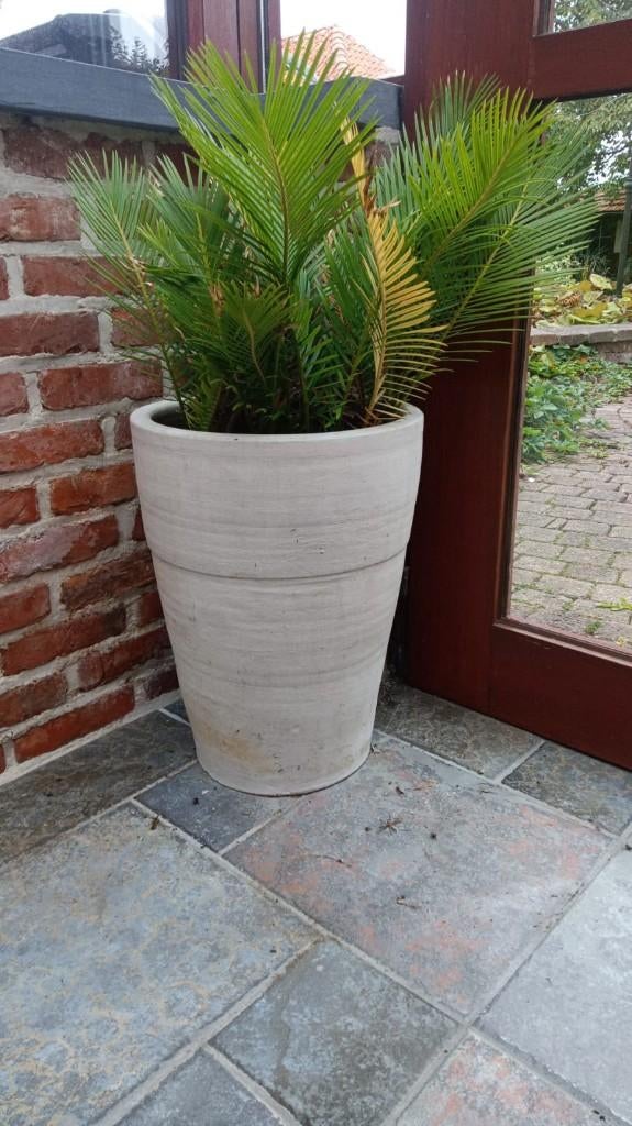 tropische binnen plant in hoge aardewerk pot, Ophalen, Palm, In pot, Minder dan 100 cm