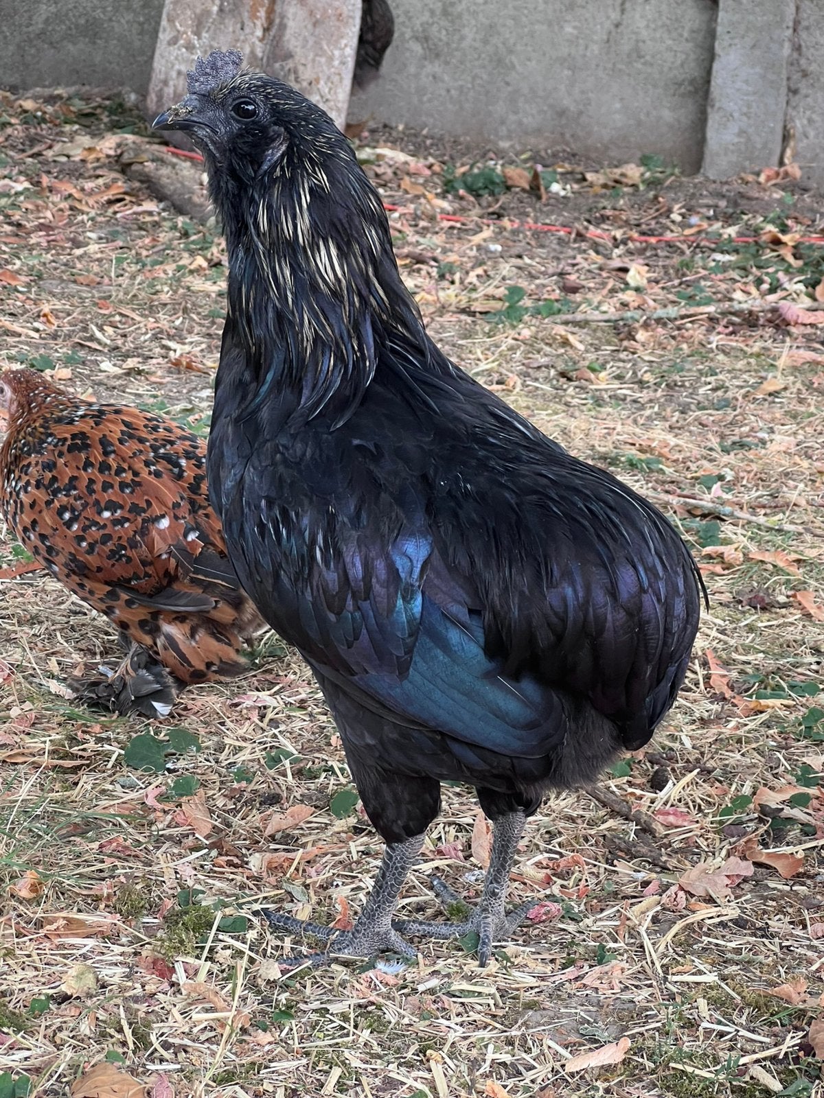 Prachtige Araucana x Ayam Cemani haan., Dieren en Toebehoren, Pluimvee