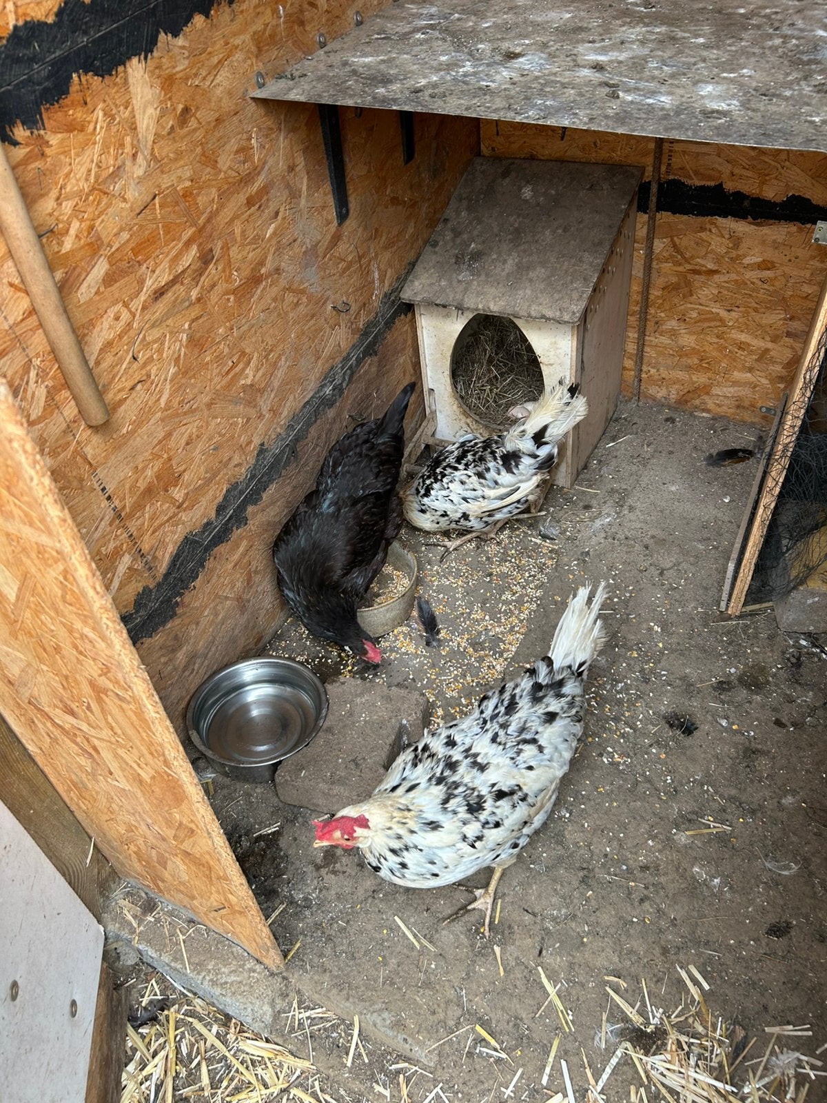 Broedeieren, Dieren en Toebehoren, Pluimvee
