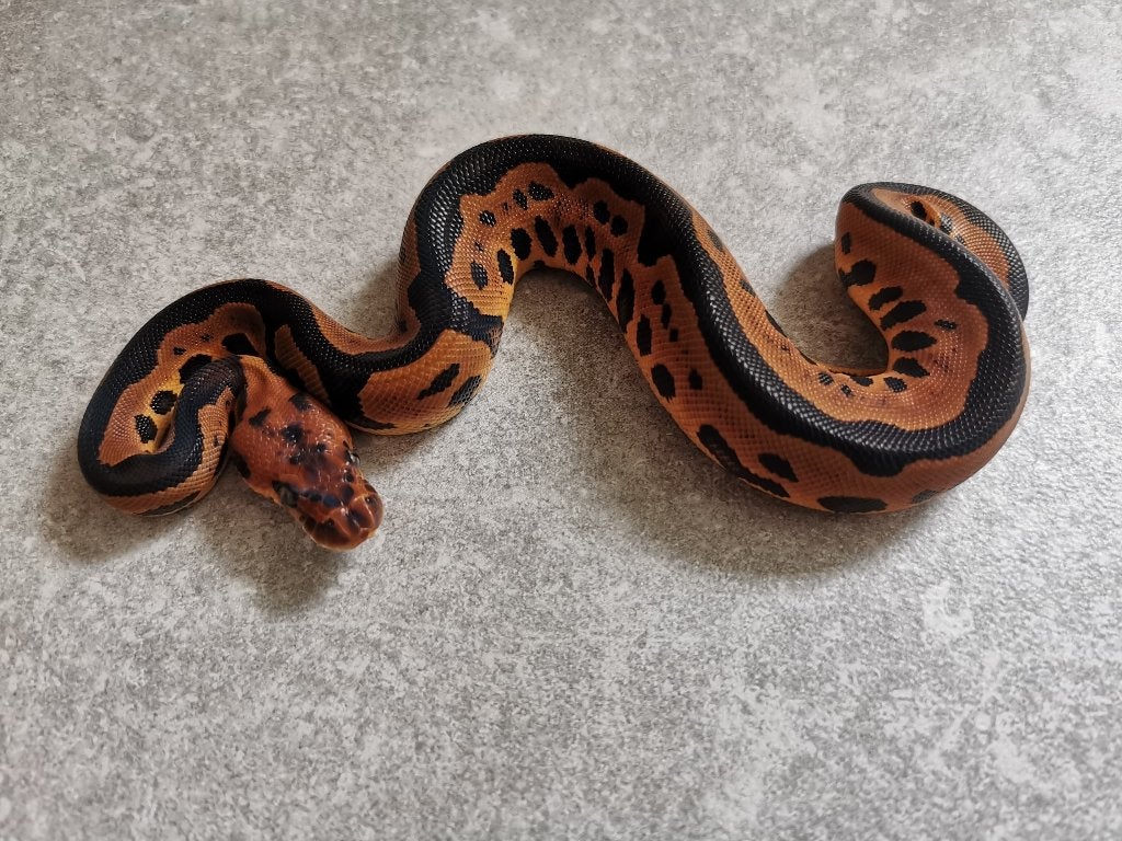 koningspython; python regius; 0.1; Leopard Clown Ball Python photo 2