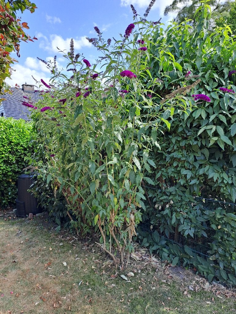 Vlinderboom  fuchia  - vaste plant - winterhard - 1m60, Ophalen, Vaste plant