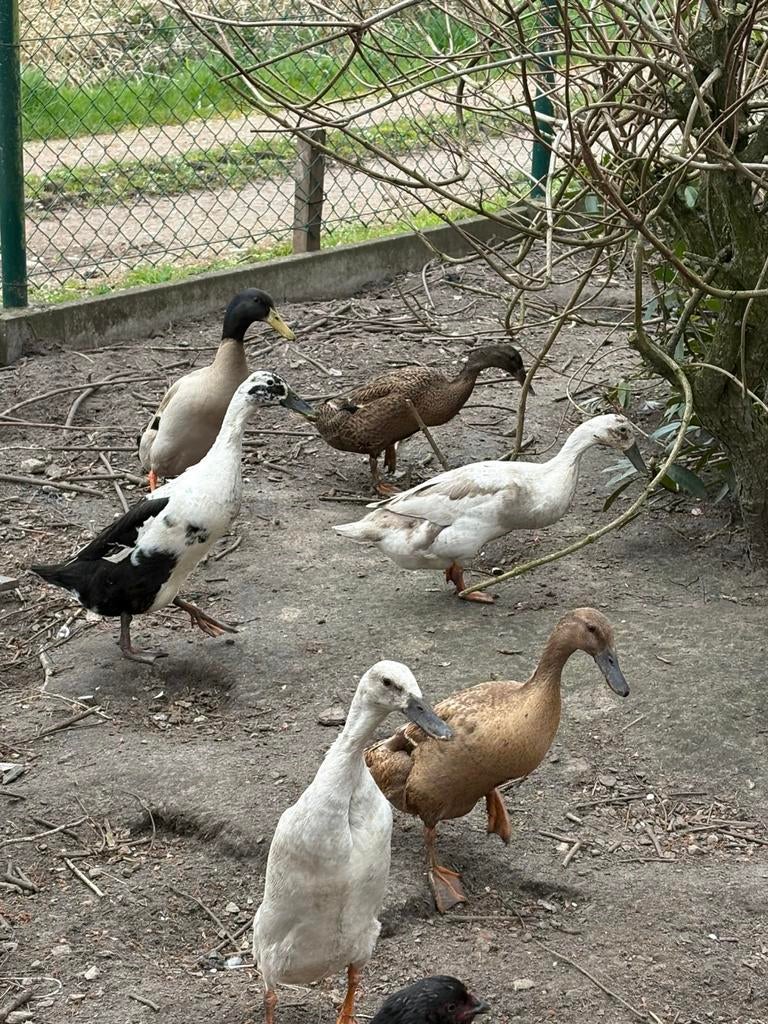 Broedeieren indische loopeenden, Dieren en Toebehoren