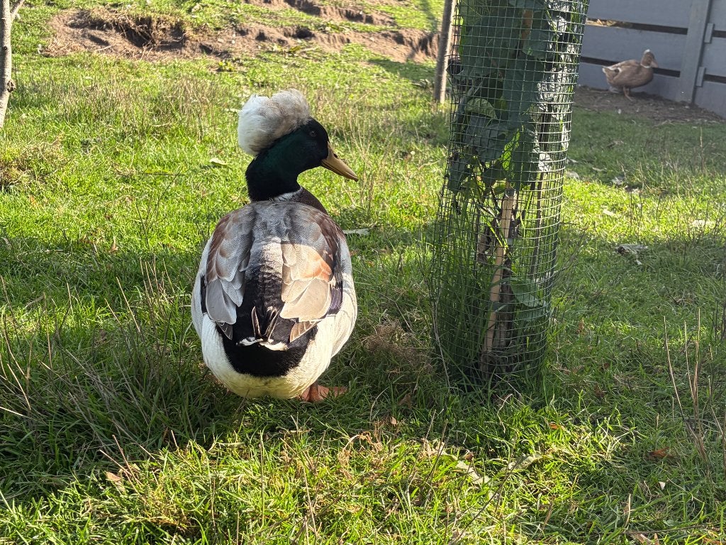 Oud-Hollandse kuifeenden, Dieren en Toebehoren, Mannelijk, Eend
