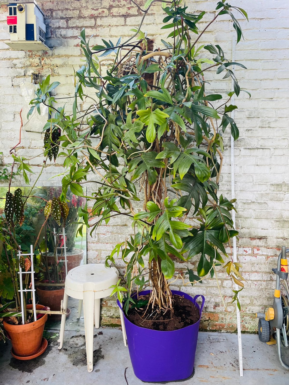 Philodendron XL 2 meter, Tuin en Terras, Planten | Bomen, 100 tot 250 cm, Ophalen