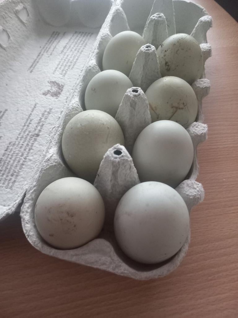 Broedeieren Loopeenden, Dieren en Toebehoren