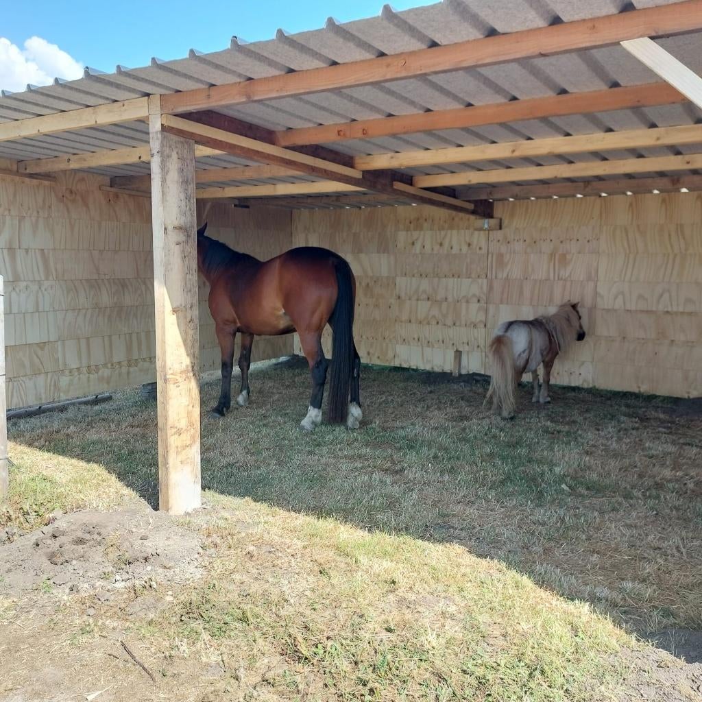 Schuilstal, schuilhok, paardenstal, 2 of 3 paarden of pony's