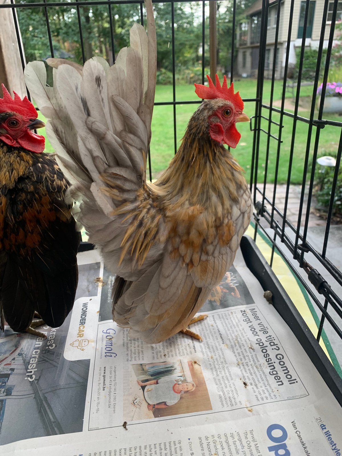 Deux très beaux coqs Serama, Poule ou poulet