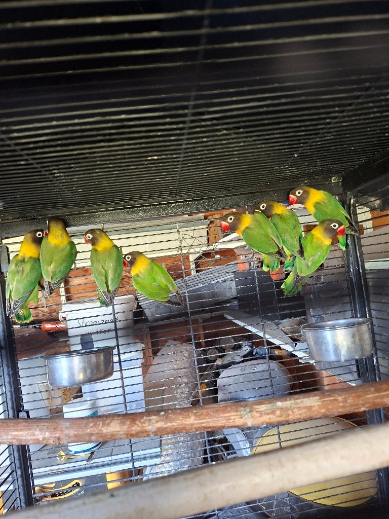 personatas, Dieren en Toebehoren, Meerdere dieren, Dwergpapegaai of Agapornis