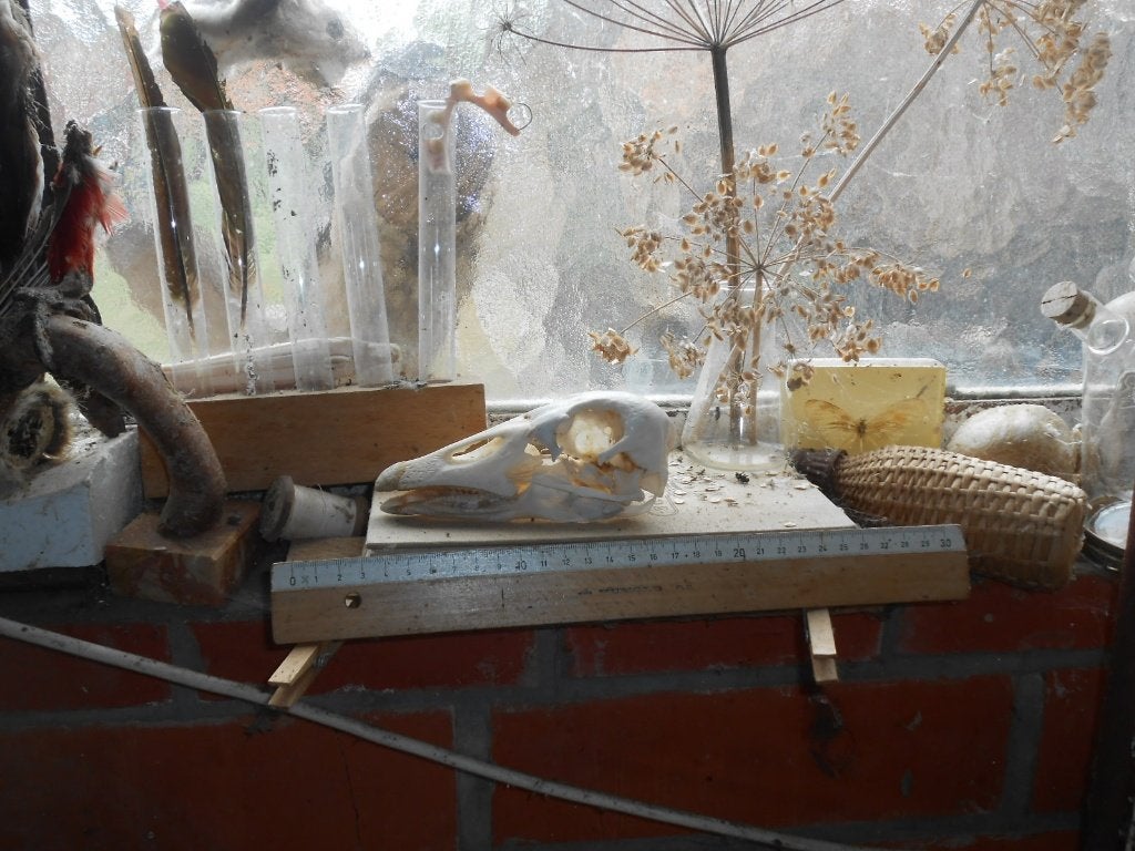 ganzenschedel, Enlèvement ou Envoi, Comme neuf, Animal de ferme, Crâne