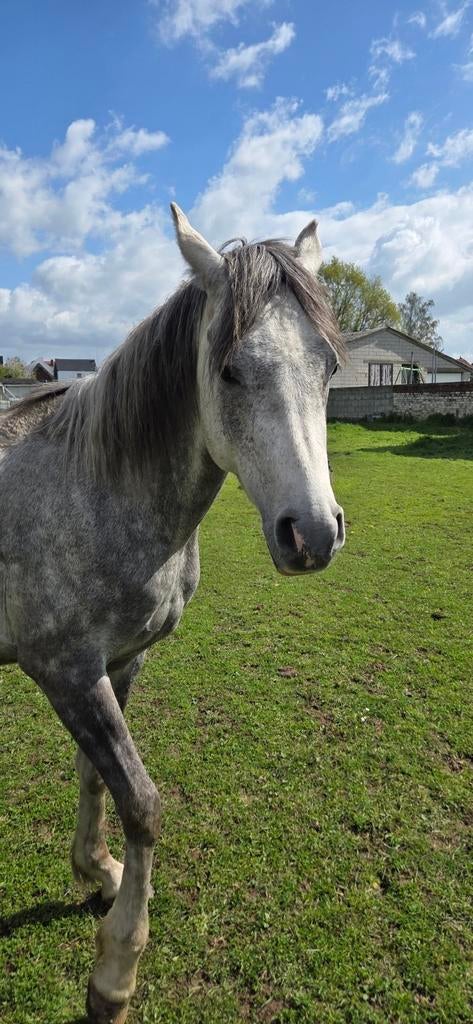 Pur sang arabe 3 ans, Étalon, Moins de 160 cm, Avec pedigree, 3 à 6 ans