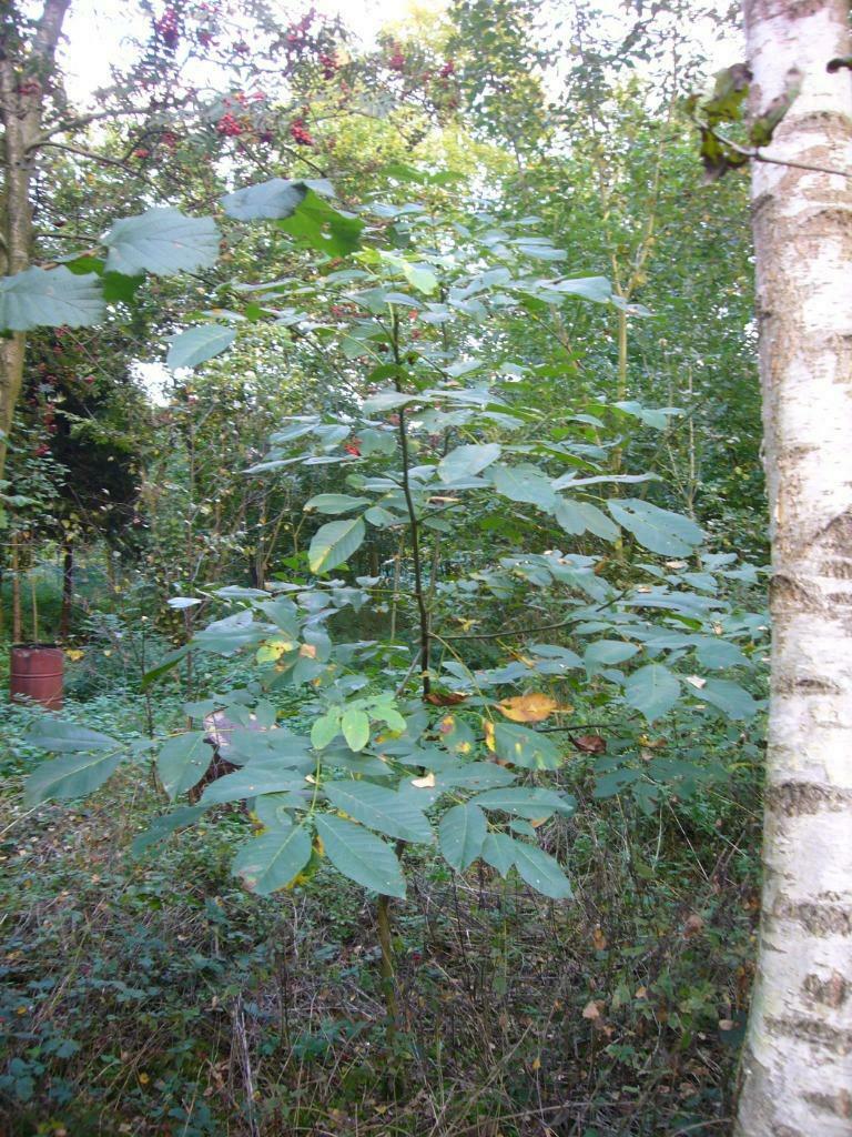 Jonge Notenbomen okkernoten, Tuin en Terras, Planten | Bomen, 100 tot 250 cm, Ophalen