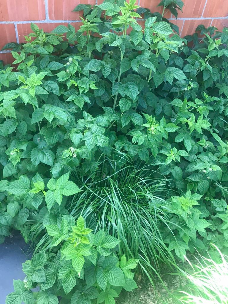 Rode en gele herfstframboos te koop, Vaste plant, Ophalen of Verzenden, Halfschaduw, Zomer