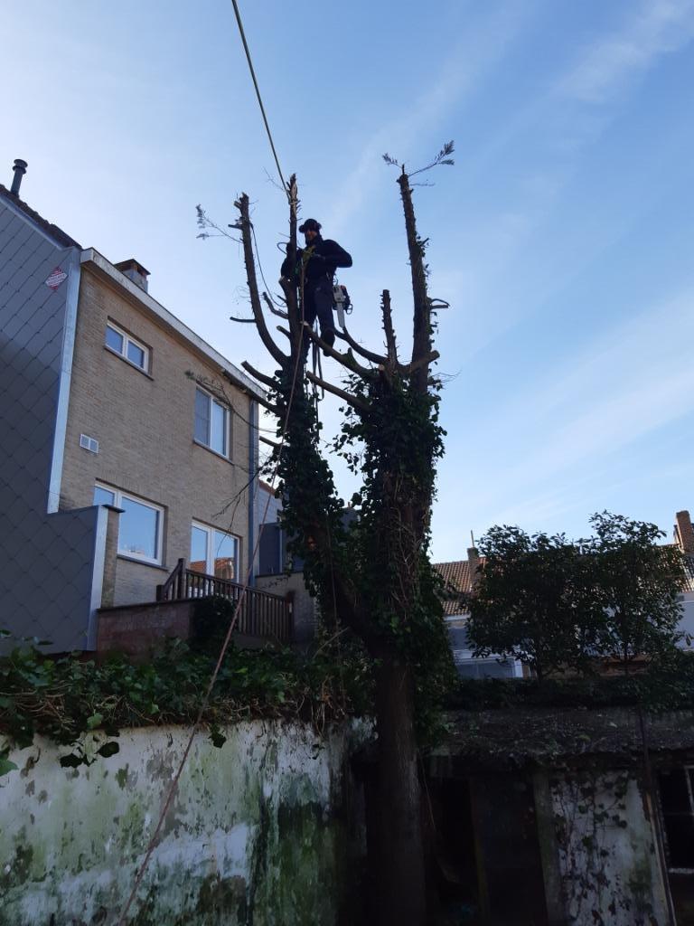 Snoeien en vellen van bomen, Ophalen