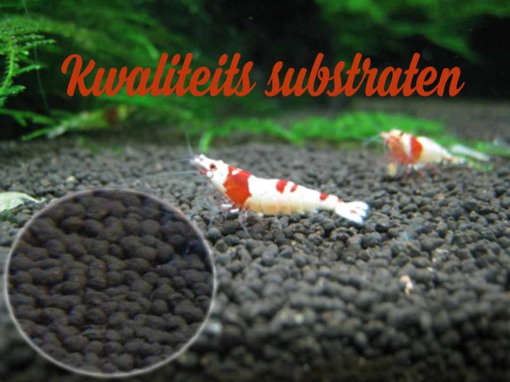 Alles voor Neocaridina en Caridina garnalen shop, Dieren en Toebehoren