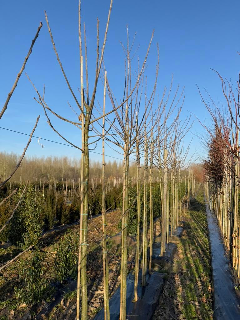 Inheemse bomen (kastanje, walnoot, linde, moereseik, …), Ophalen
